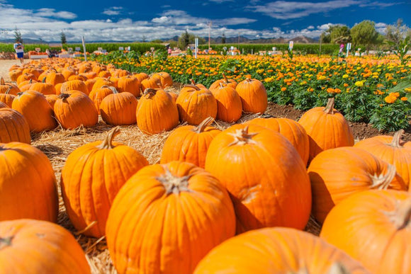 Pumpkin Patch: dove trovare i campi di zucche di Halloween più belli d’Italia